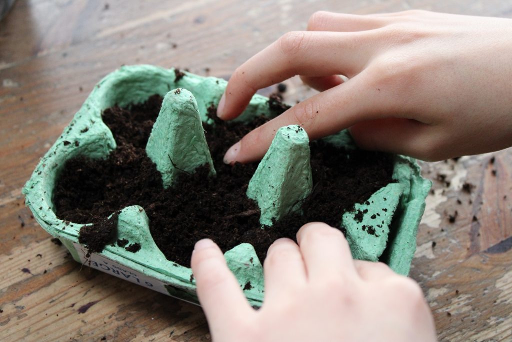 start vegetable seeds - child filling empty egg box with potting compost