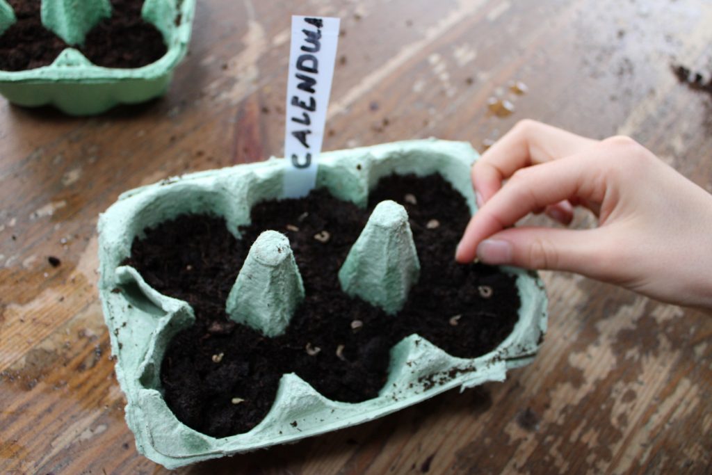 childs hand sows calendula seeds into potting compost in egg box