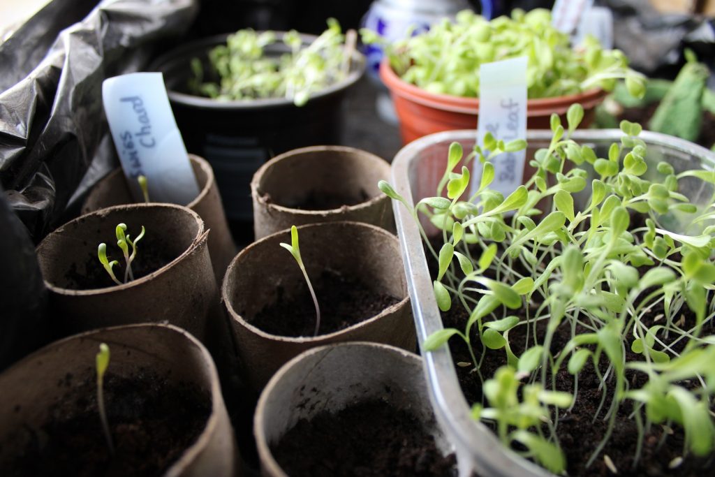 start vegetable seeds - vegetable seedlings growing in toilet rolls pots and recycled plastic tub
