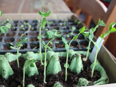 start vegetable seeds - young pea shoots growing in egg box