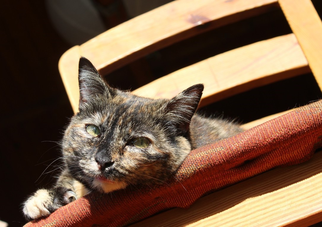 cat lying in the sun