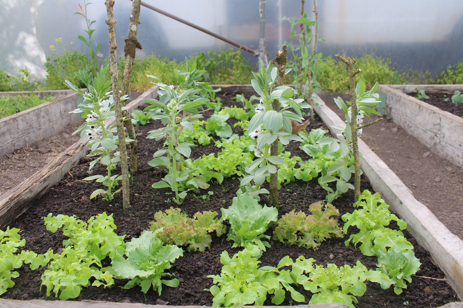 lettuce and broad bean plants growing in polytunnel bed