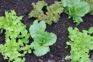 different types of lettuce growing in a bed