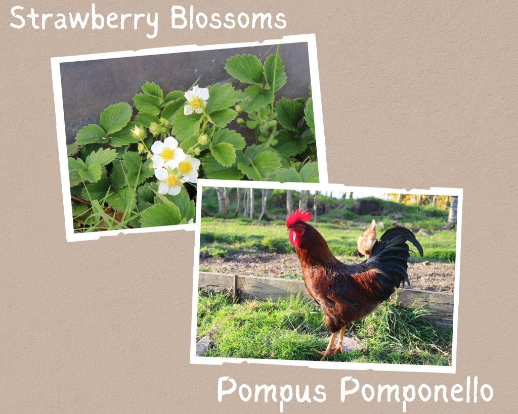 collage with two pictures: strawberry blossoms and rooster in garden