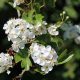 blossoming white thorn shrub