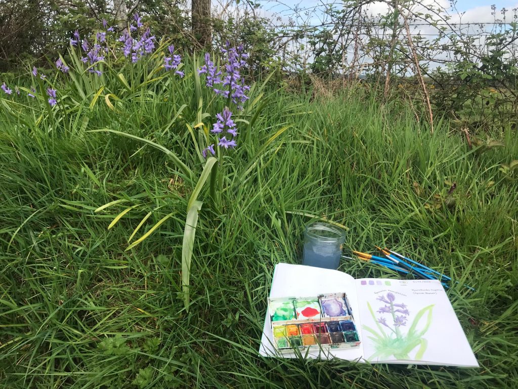 bluebells growing in a bank of grass, sketchbook, watercolours and paint brushes