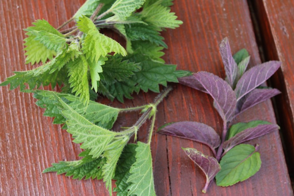 a few cut nettles and a mint plant on a brown wooden table