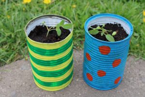 painted tin cans with sage plants