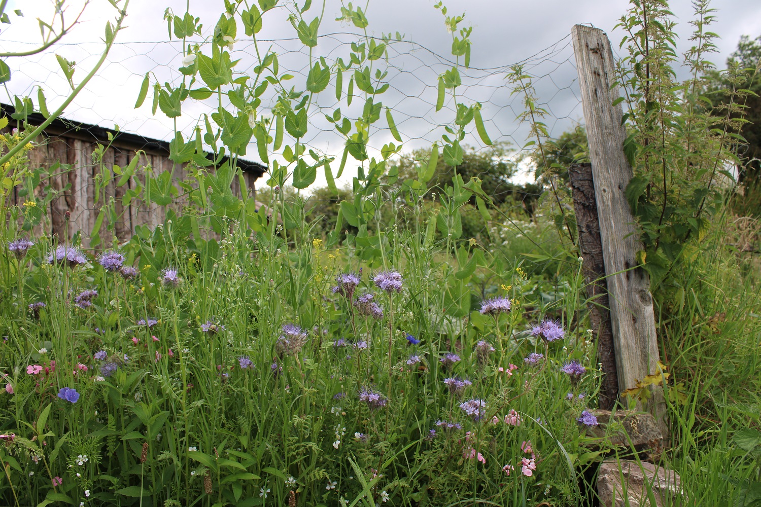 Our Polytunnel and Garden in June