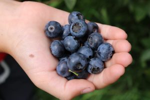 child's hand holding blueberries