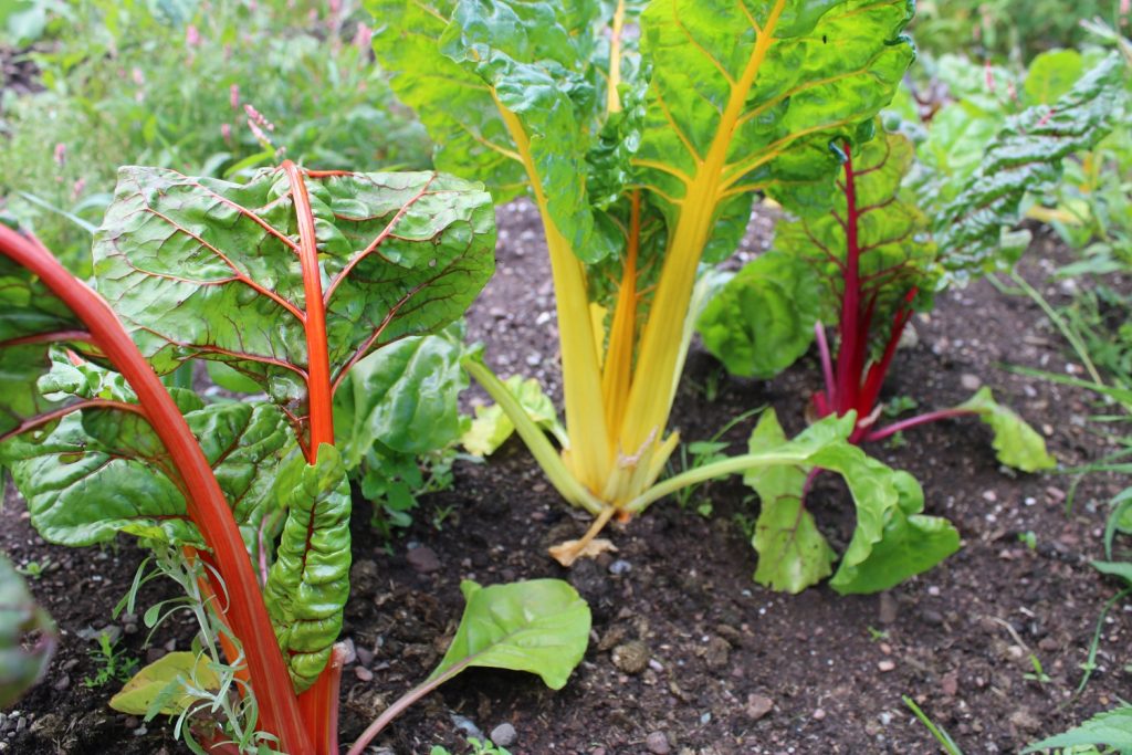 three rainbow chard plants in orange, yellow and red growing in a garden bed