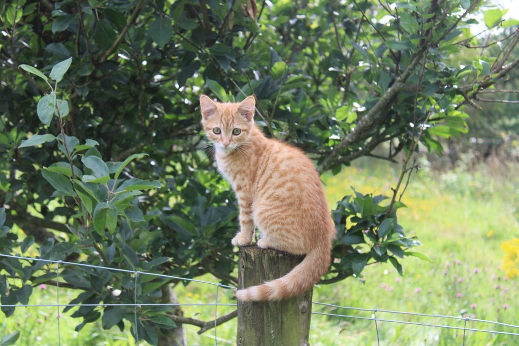ginger kitten sitting on fence post in front of an apple tree