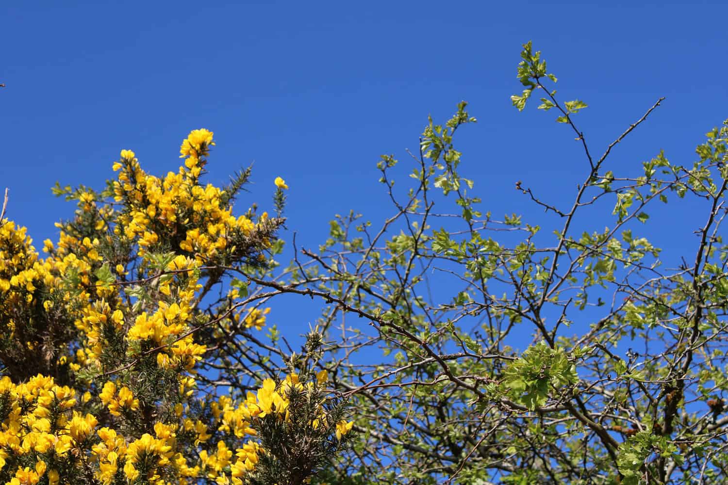 gorse and sky