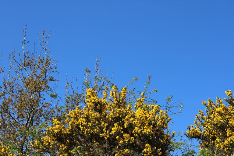 gorse and blue sky