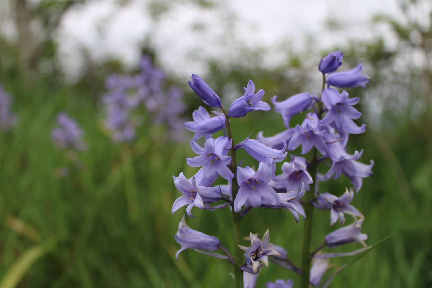 bluebells