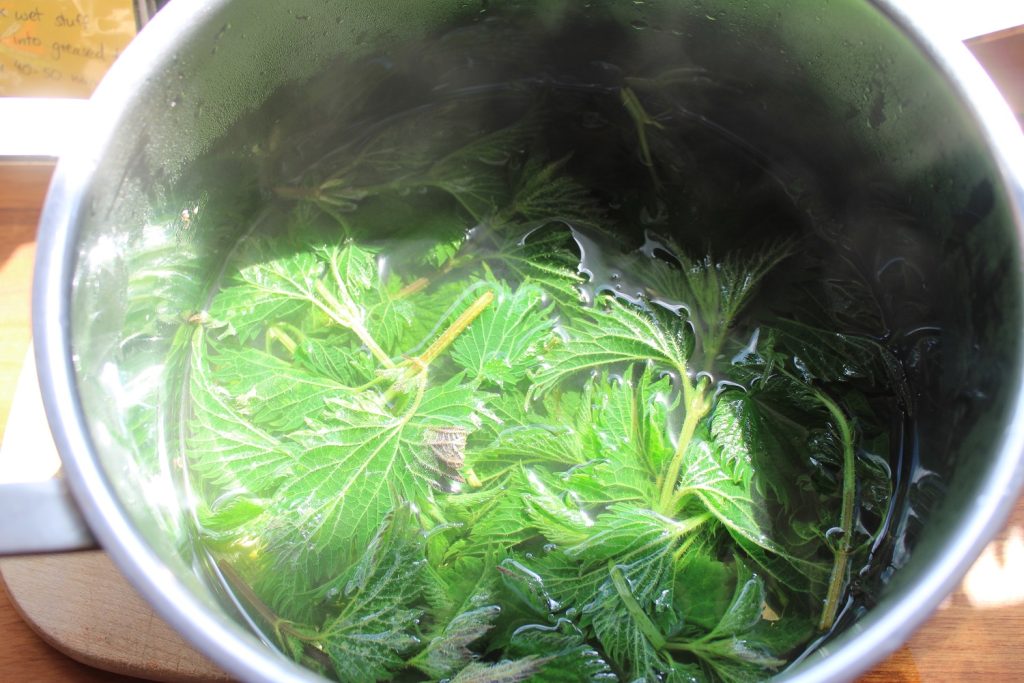 blanching nettles in a pot of boiling water