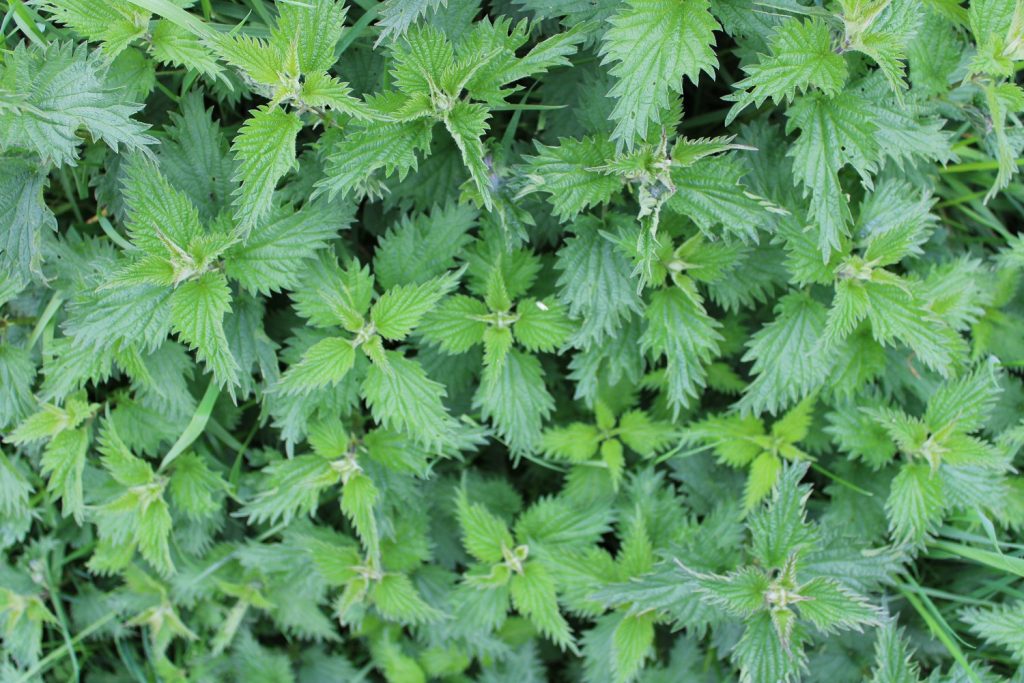 patch of common nettle, good things growing around burial sites